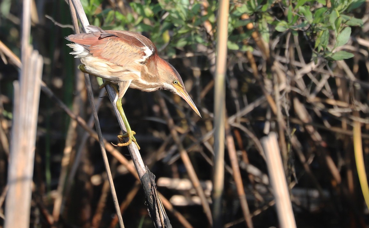 Least Bittern - ML638040301