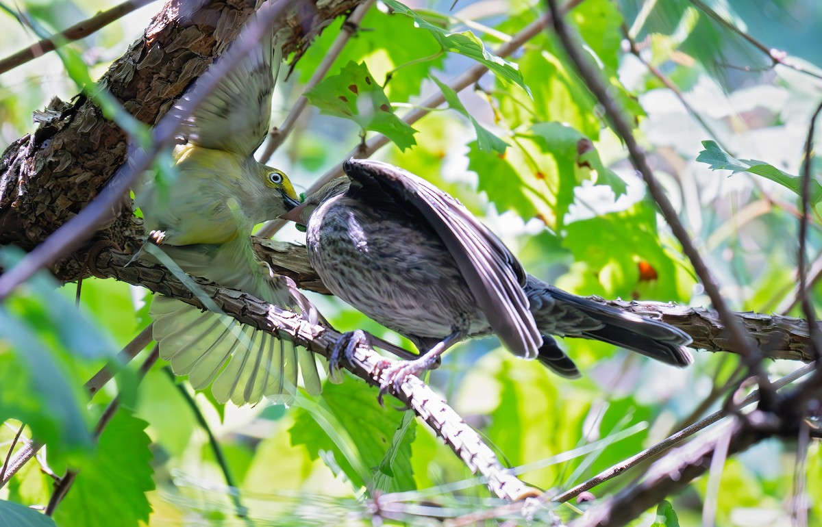 White-eyed Vireo - ML638040335
