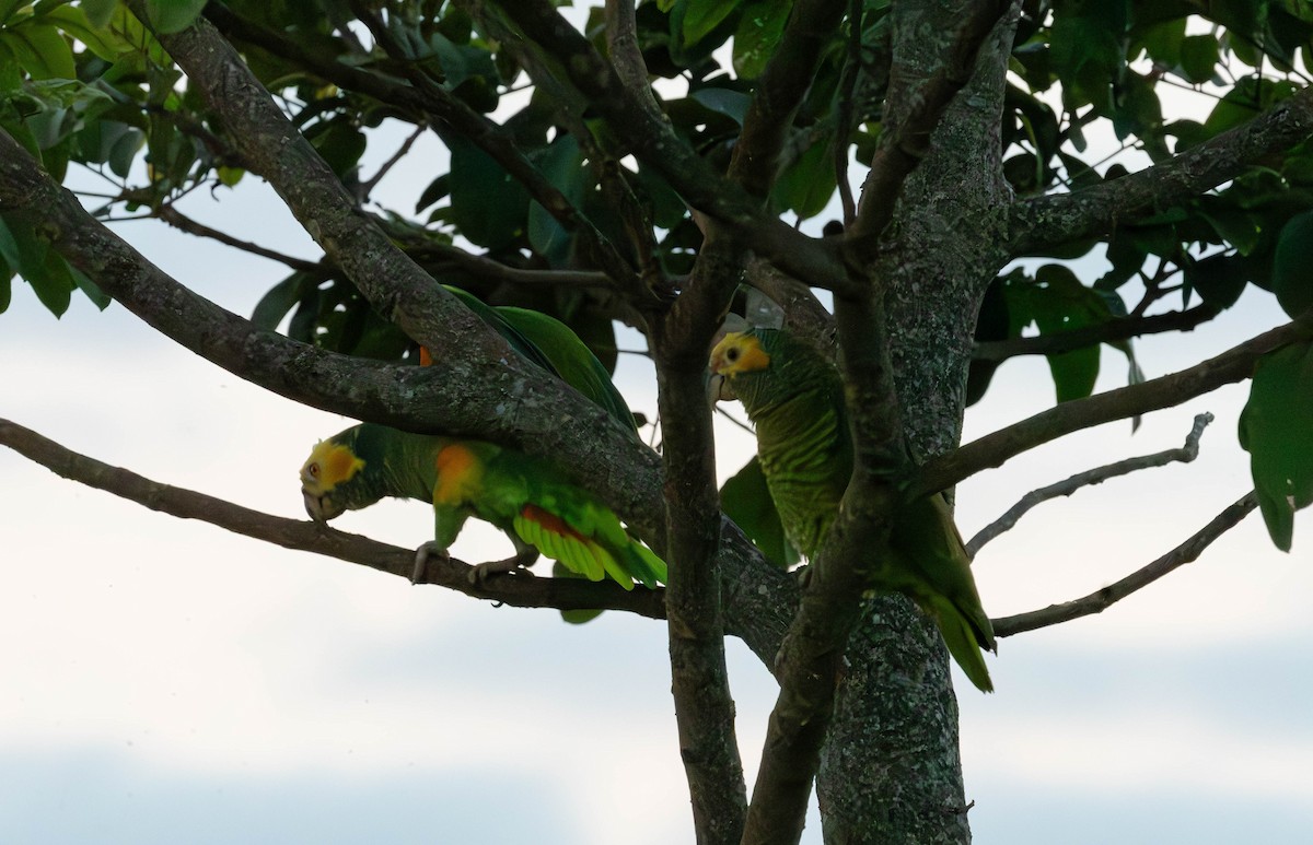 Yellow-faced Parrot - ML638040367