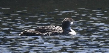 Common Loon - ML638040384