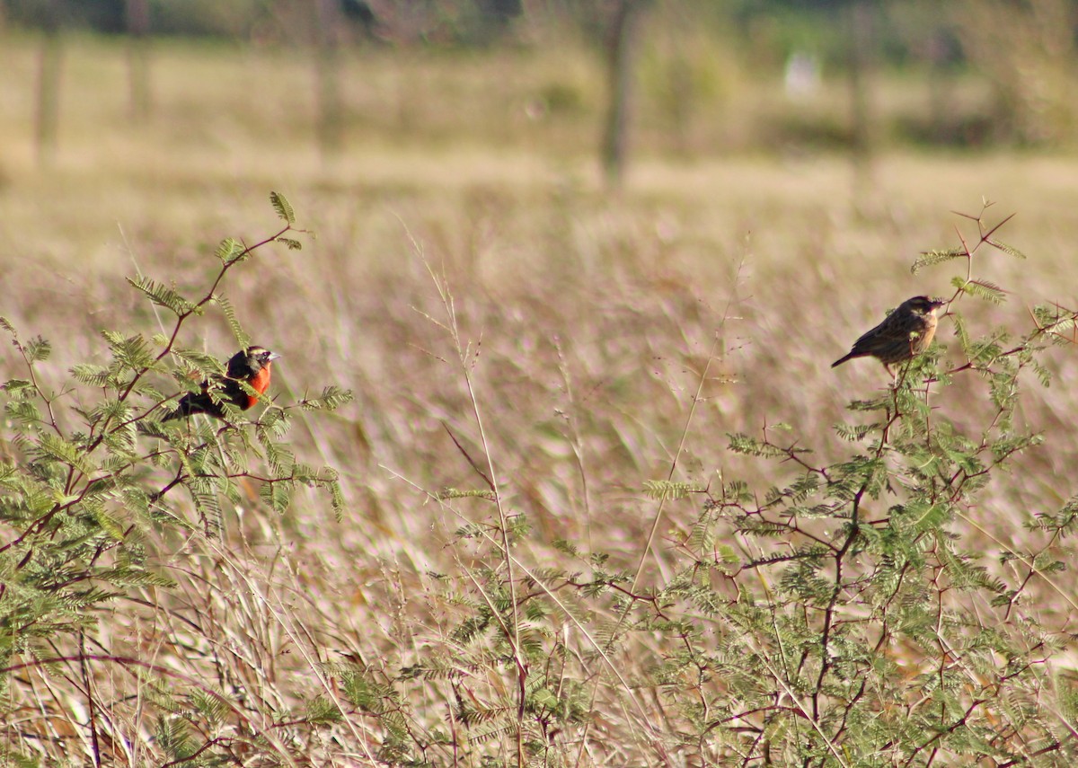White-browed Meadowlark - ML638040397