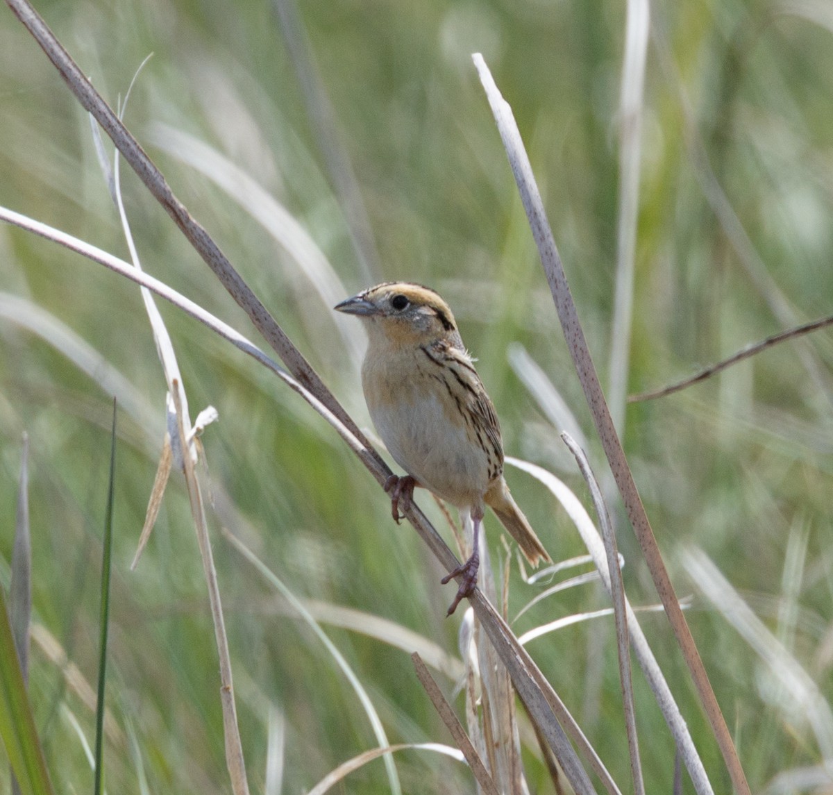 LeConte's Sparrow - ML638040421