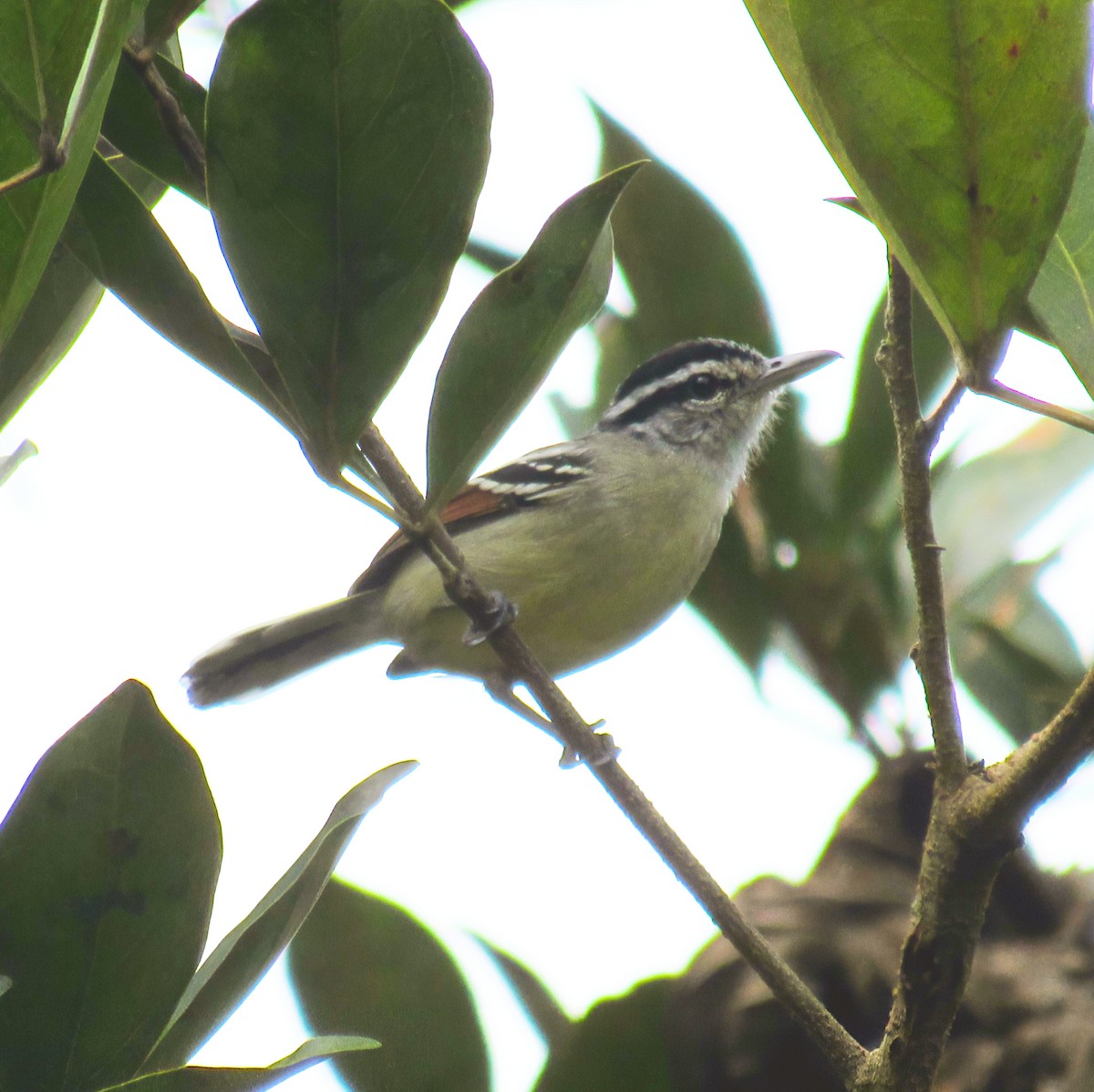 Rusty-winged Antwren - ML638040464