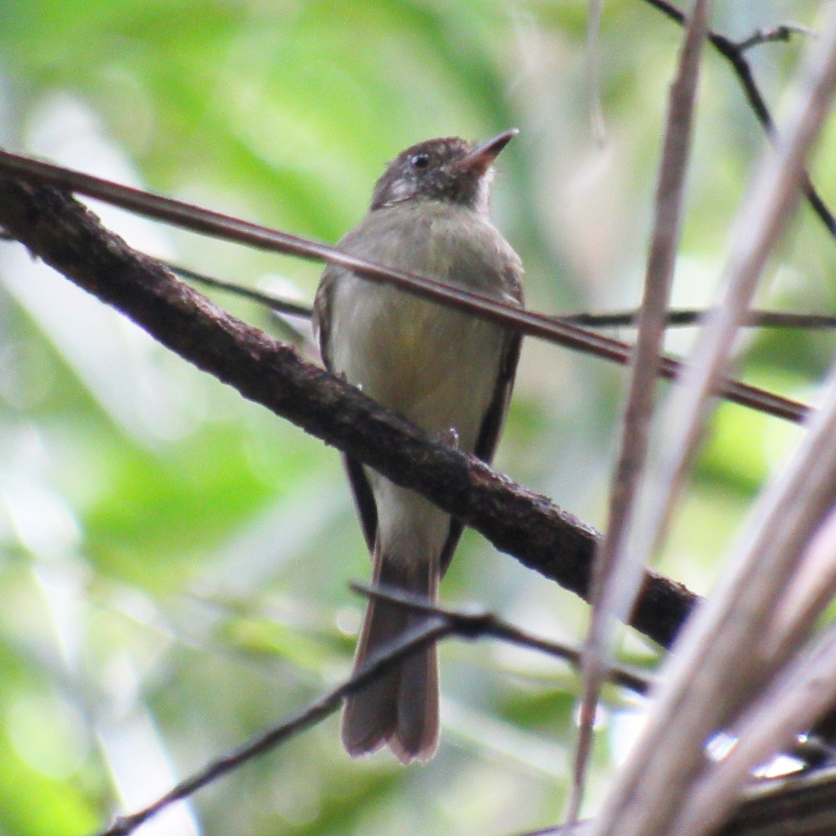 Sepia-capped Flycatcher - ML638040479