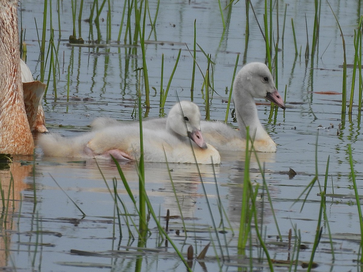 Trumpeter Swan - ML638040480