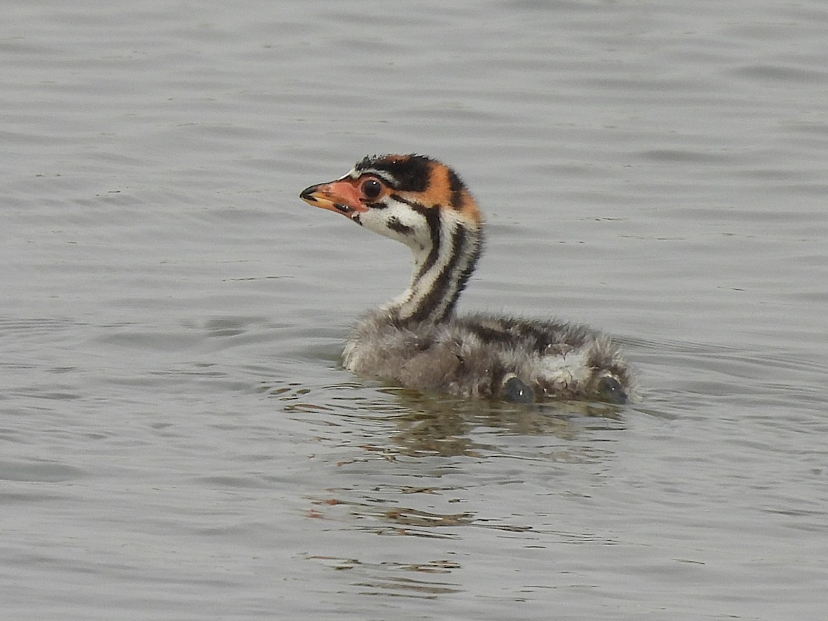Pied-billed Grebe - ML638040505