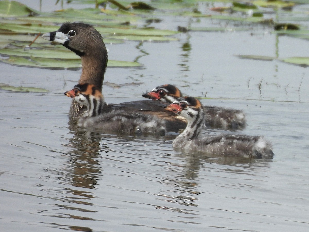 Pied-billed Grebe - ML638040508