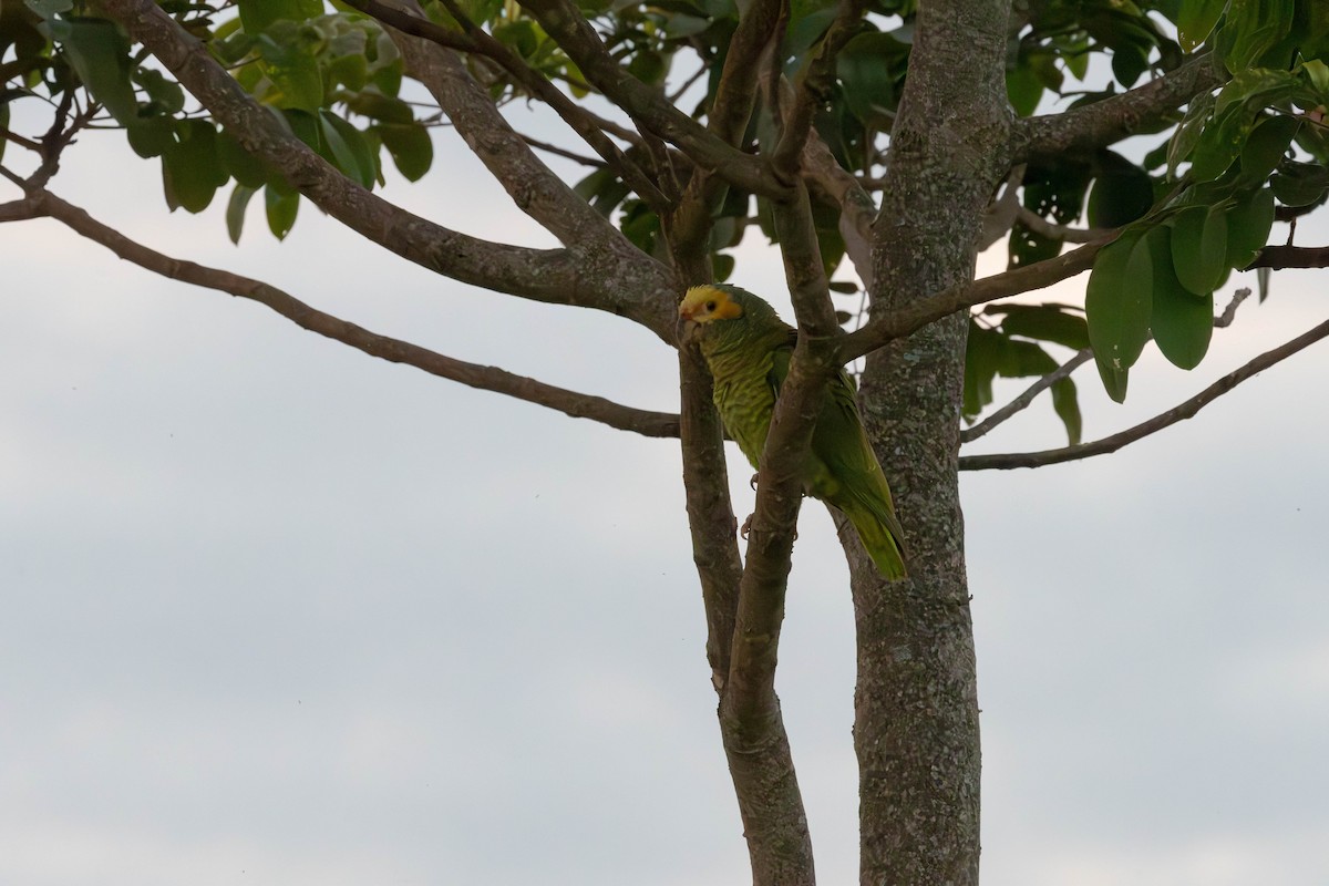 Yellow-faced Parrot - ML638040575