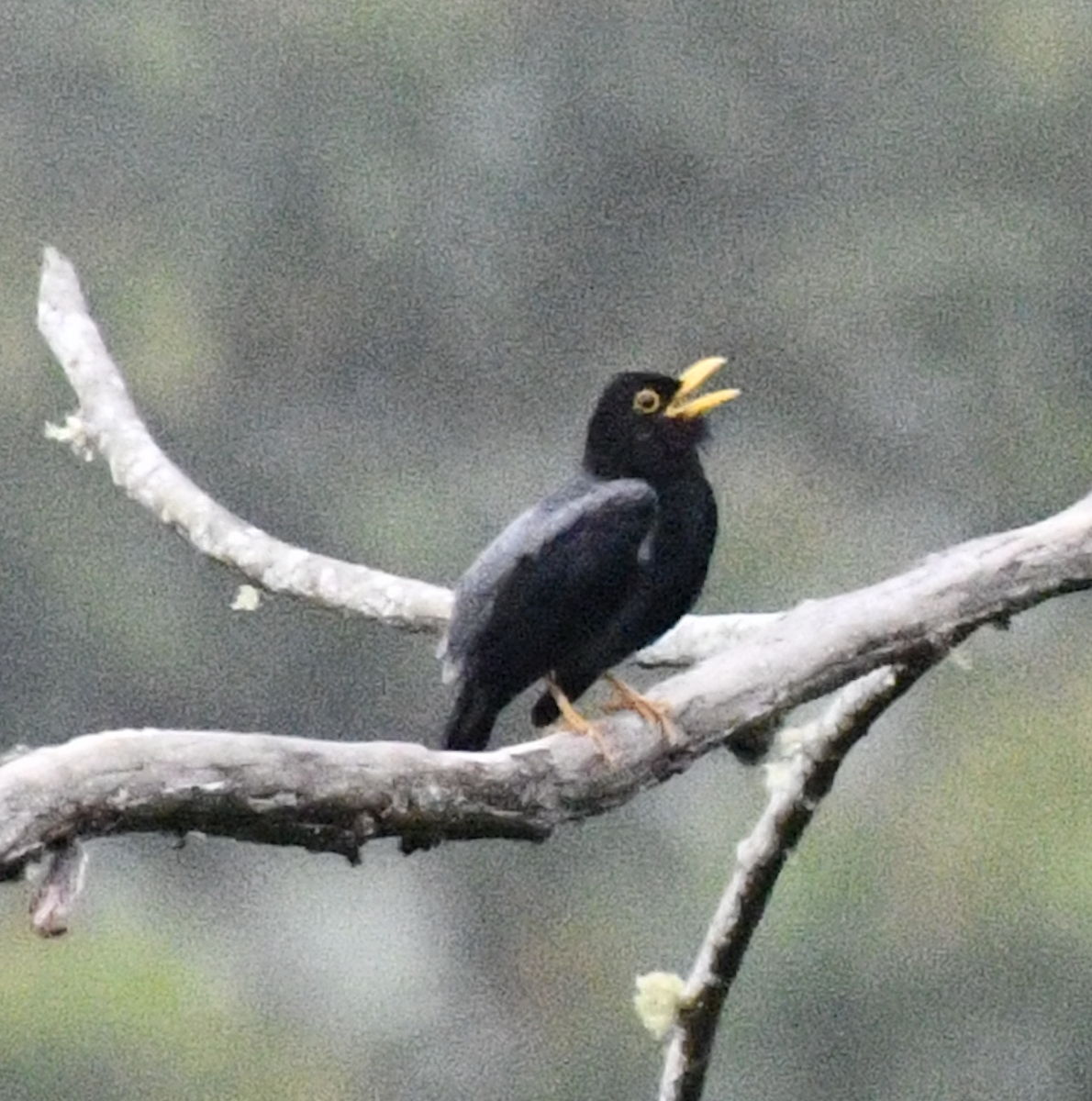 Yellow-legged Thrush - ML638040584