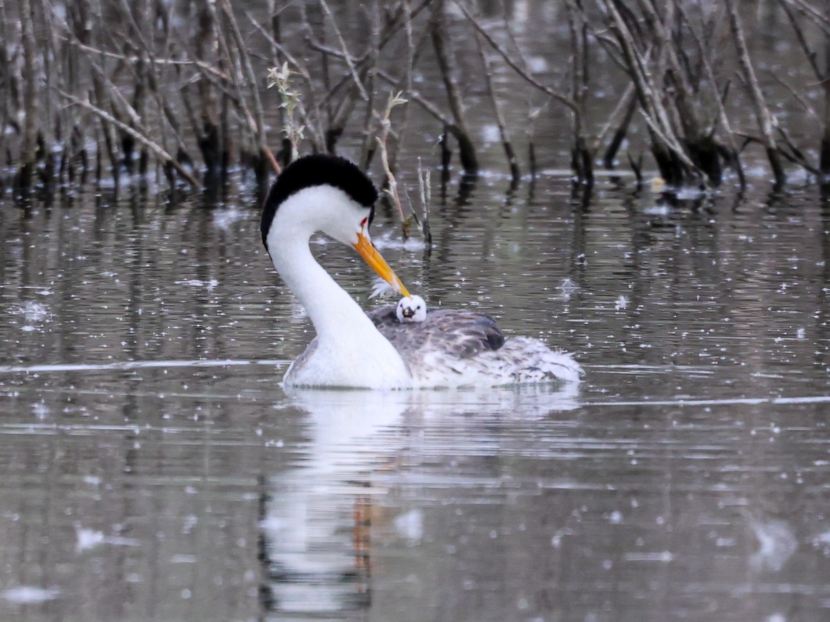 Clark's Grebe - ML638040591