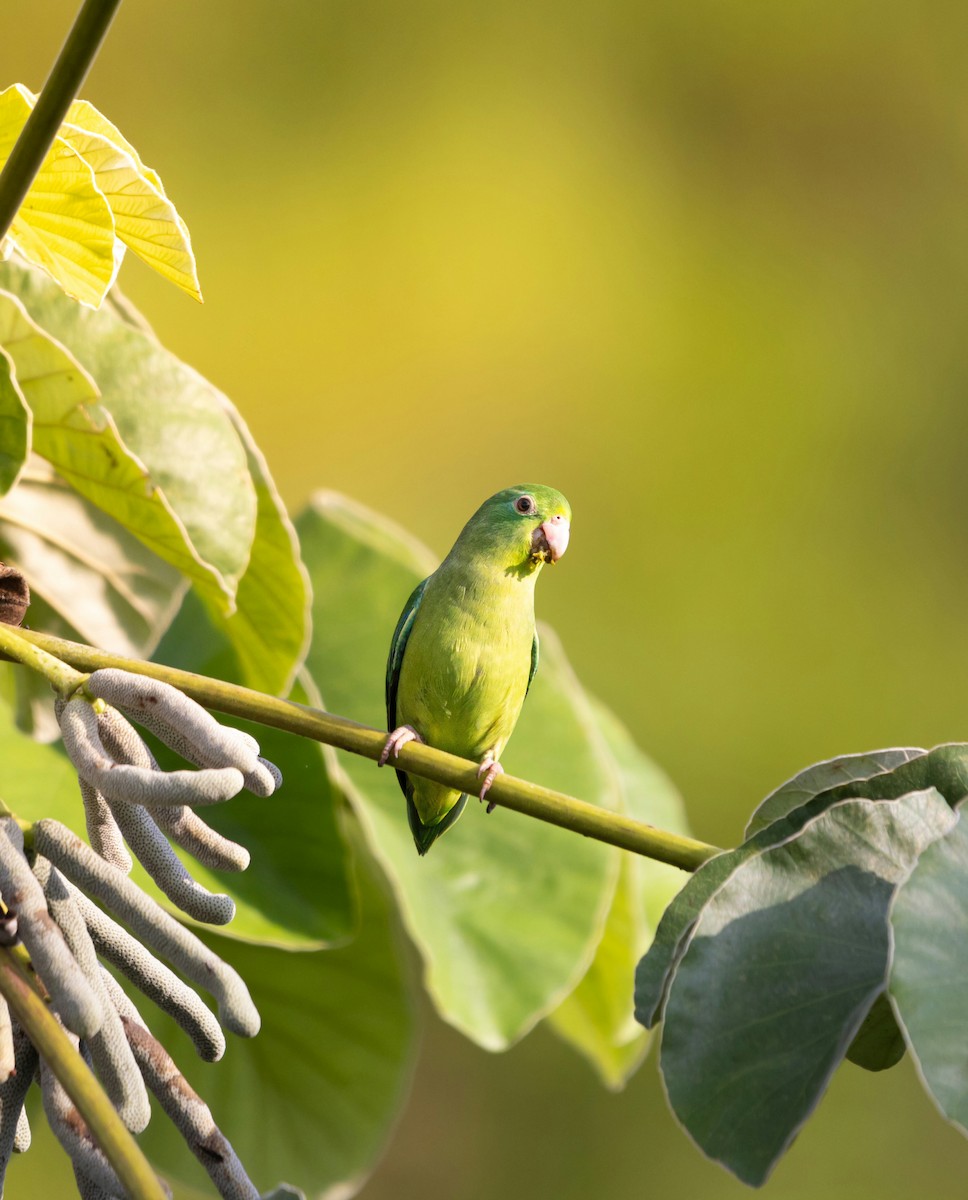Spectacled Parrotlet - ML638040611