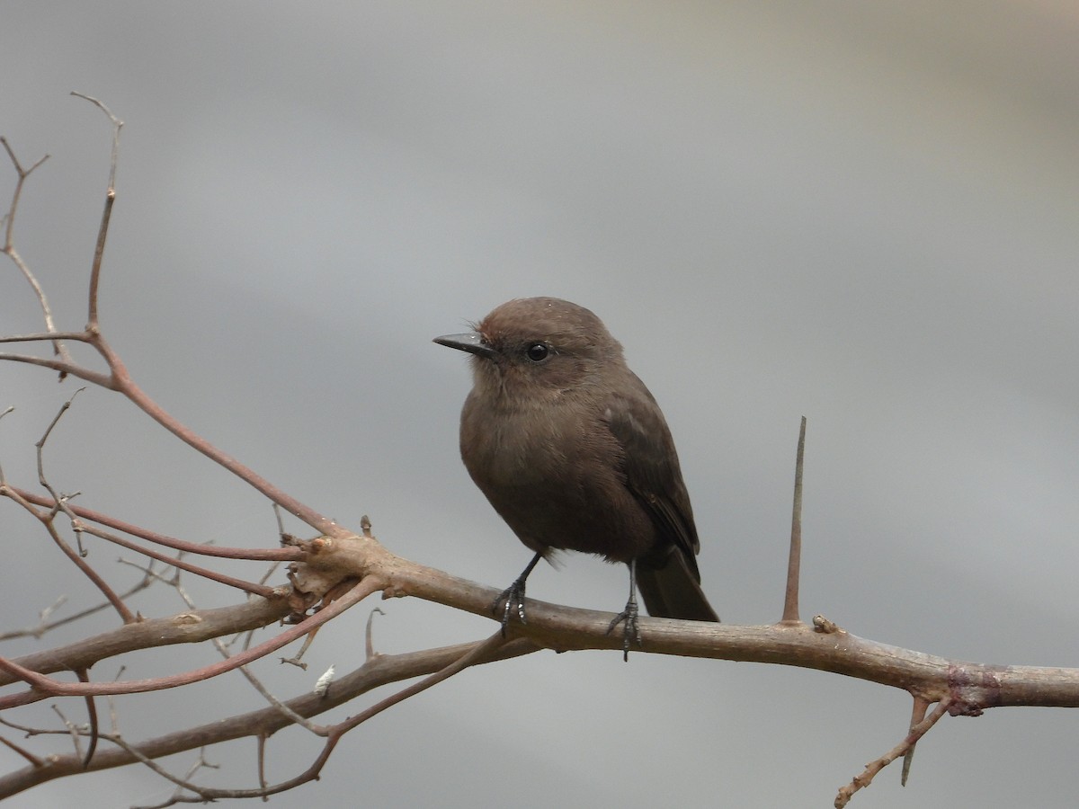 Vermilion Flycatcher (obscurus Group) - ML638040649