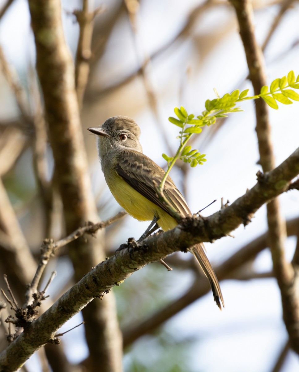 Panama Flycatcher - ML638040651