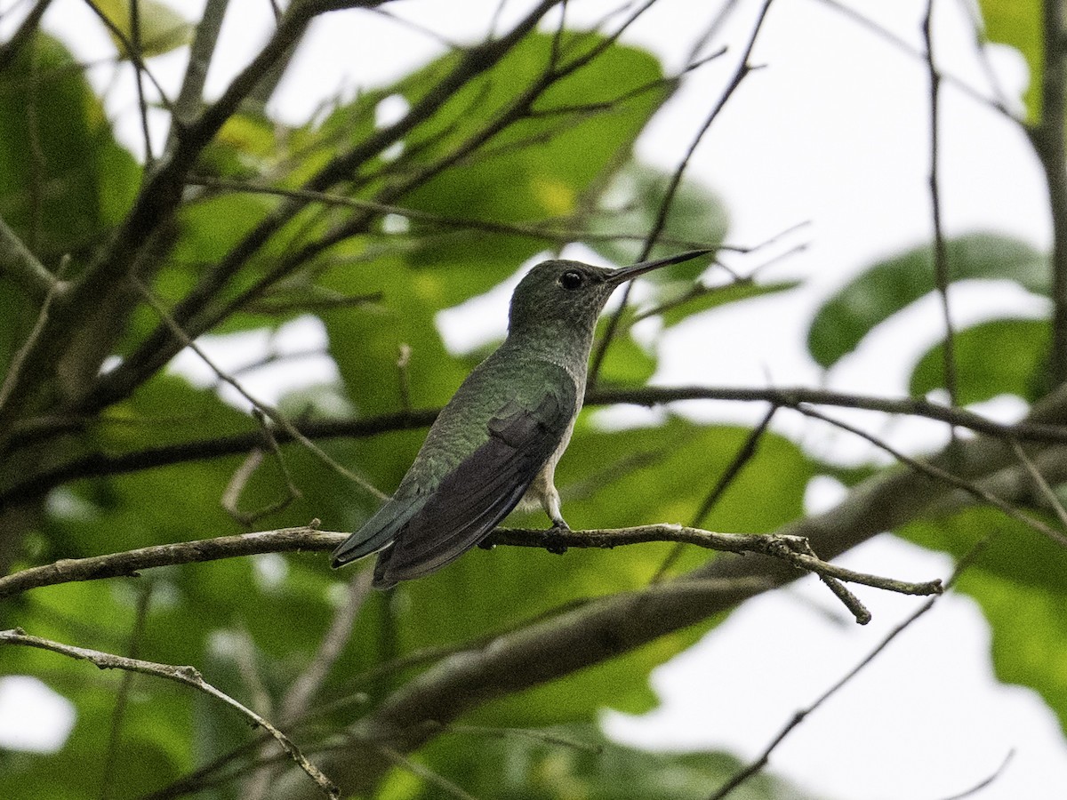 Scaly-breasted Hummingbird - ML638040654
