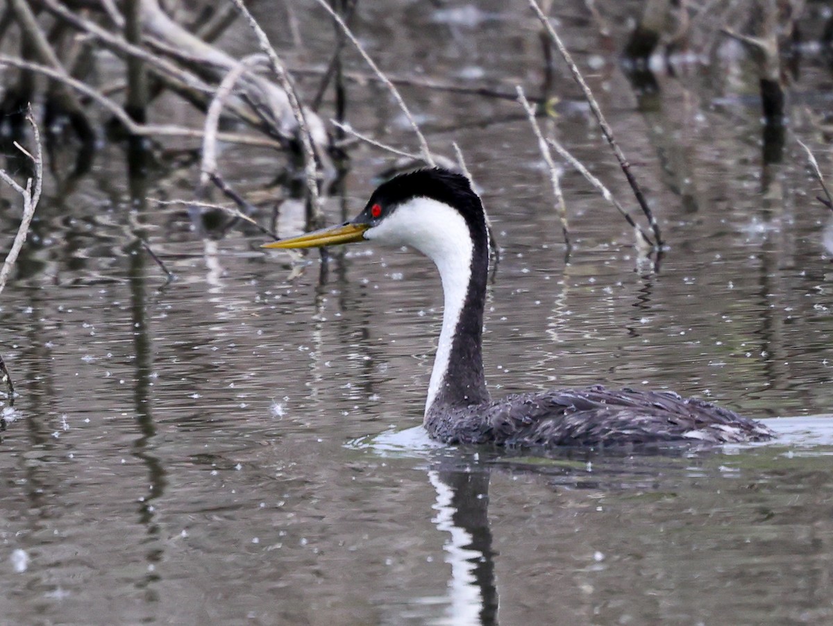 Western Grebe - ML638040692