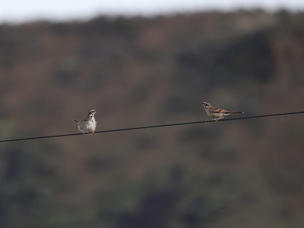 Lark Sparrow - ML638040699