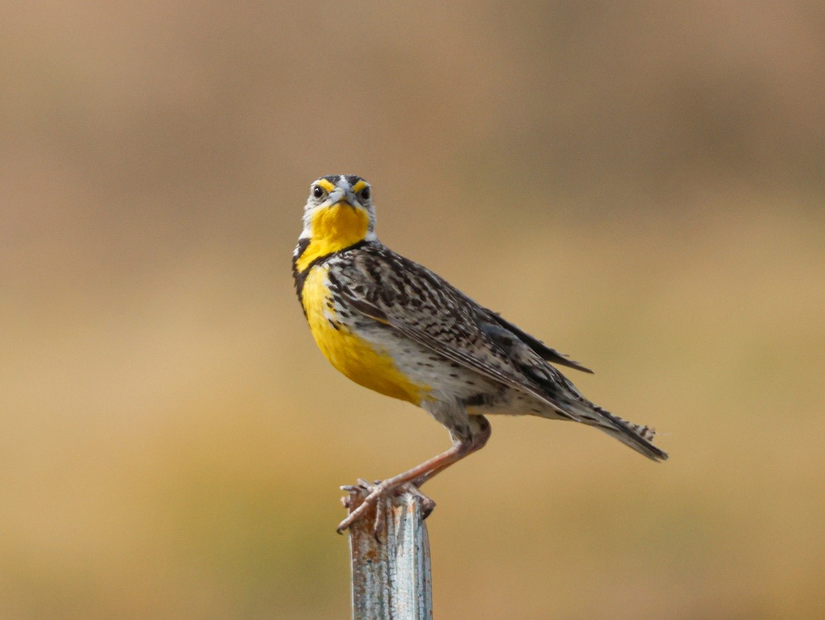 Western Meadowlark - ML638040701
