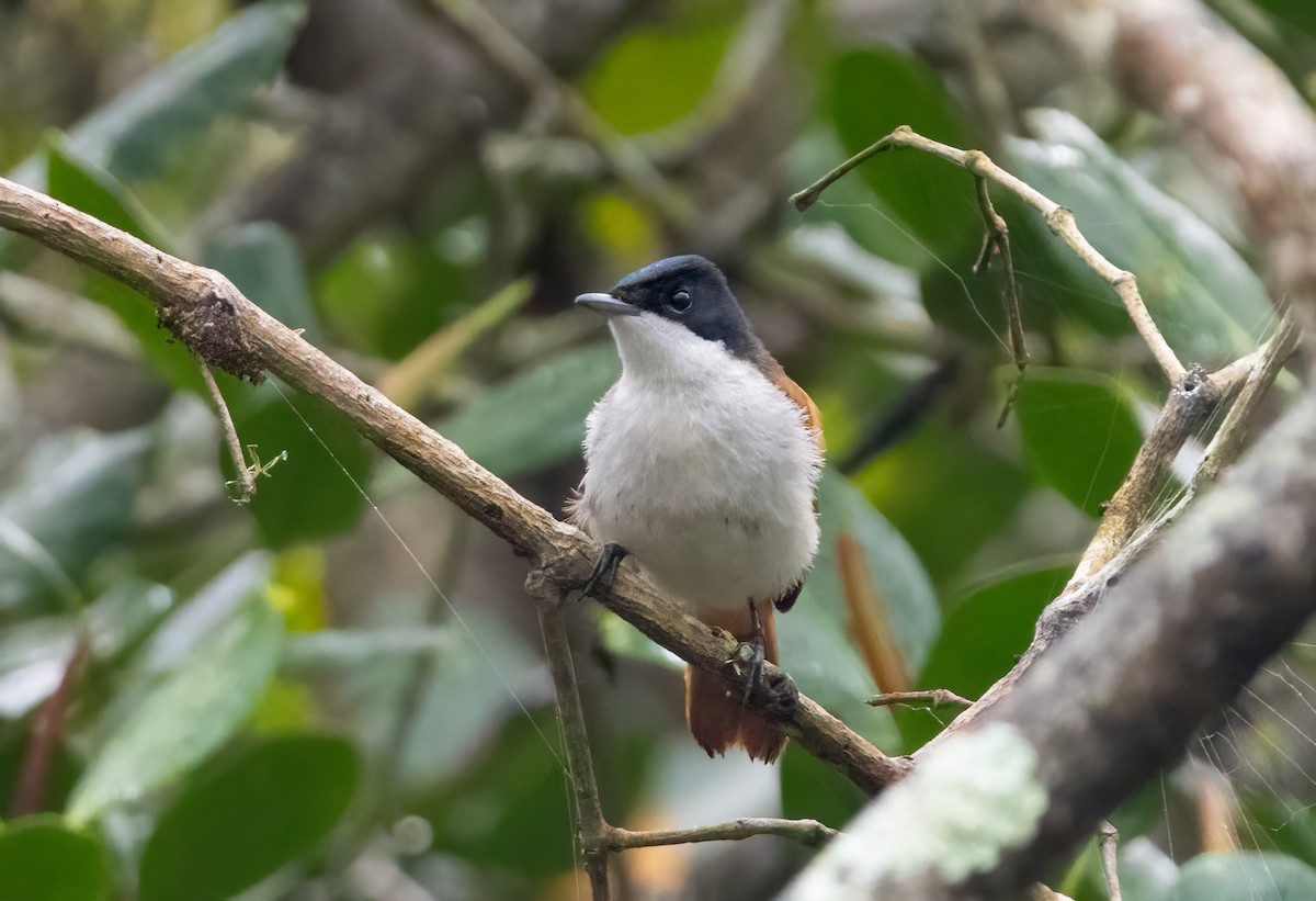 Shining Flycatcher - ML638040766