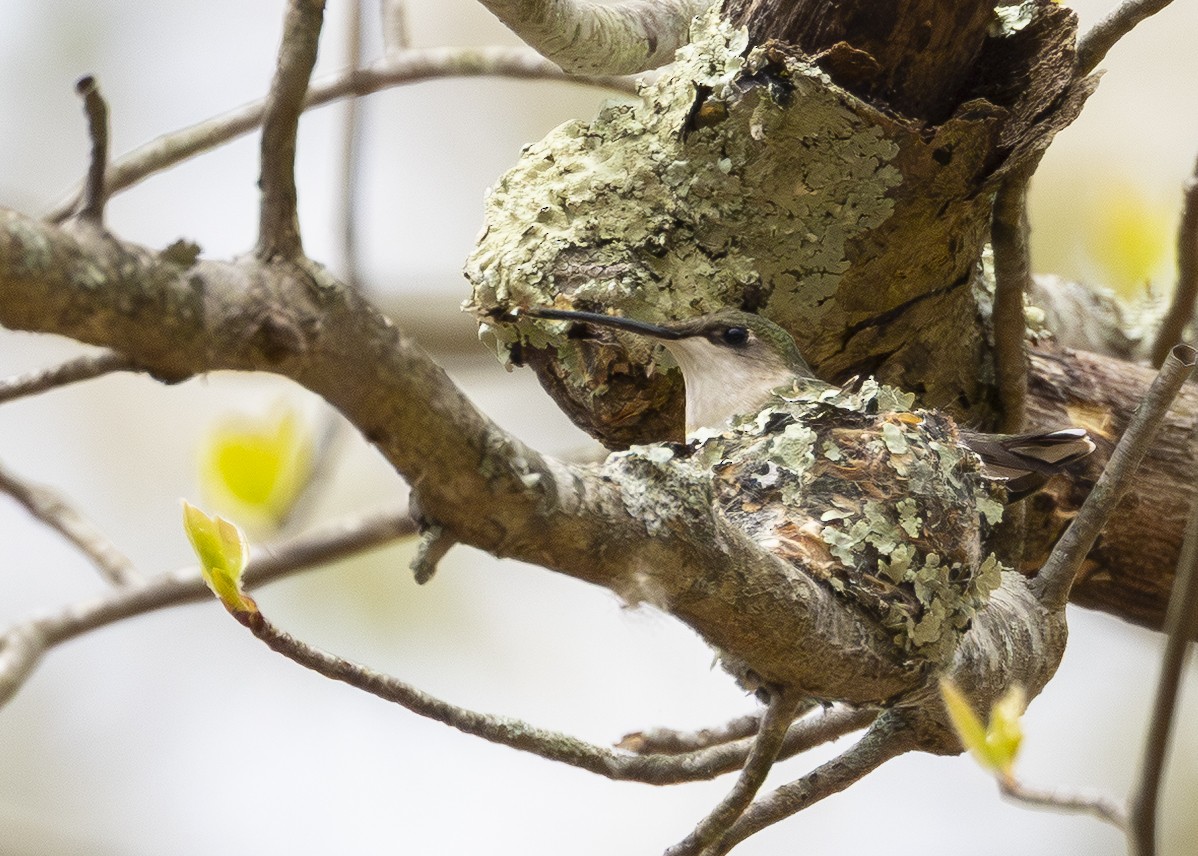 Ruby-throated Hummingbird - ML638040896