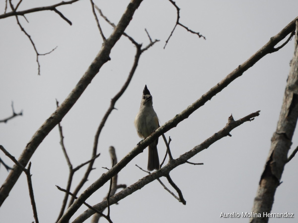 Black-crested Titmouse - ML638040901