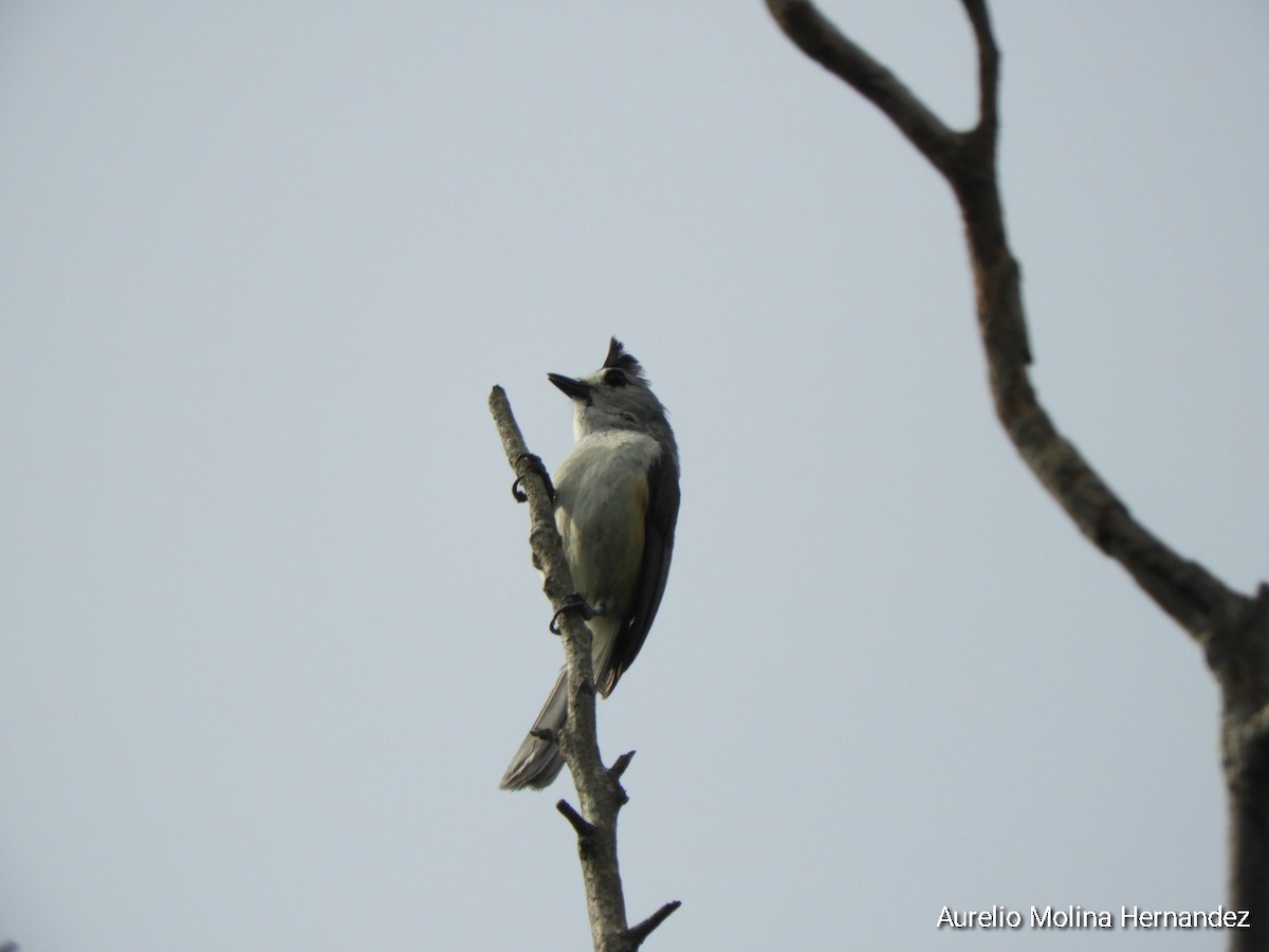Black-crested Titmouse - ML638040902