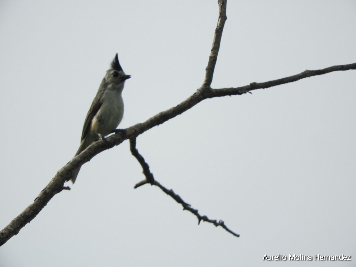Black-crested Titmouse - ML638040903