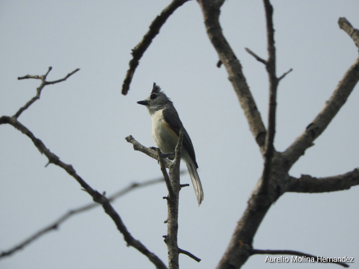 Black-crested Titmouse - ML638040904