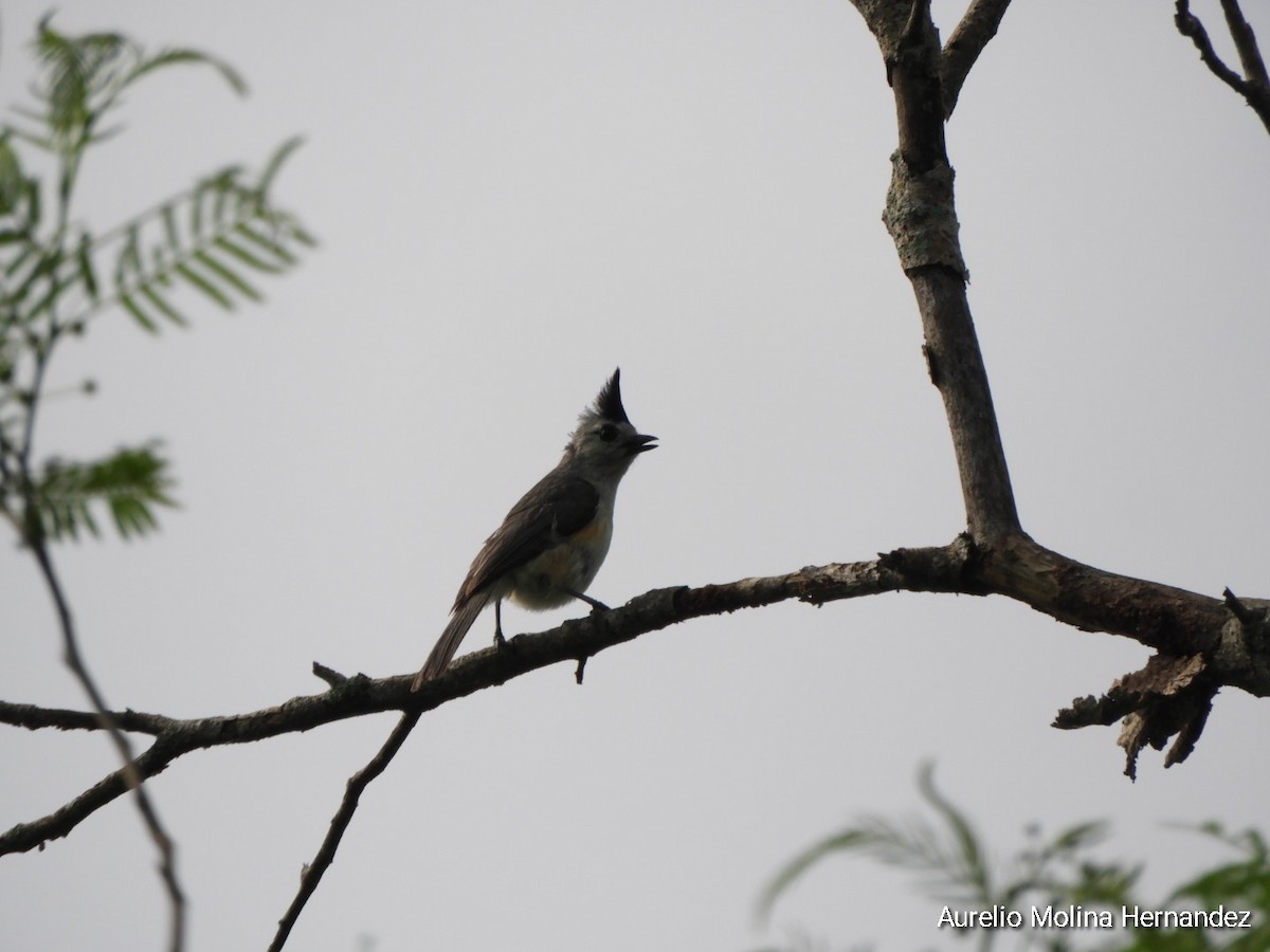 Black-crested Titmouse - ML638040905