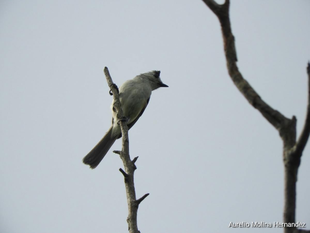 Black-crested Titmouse - ML638040906