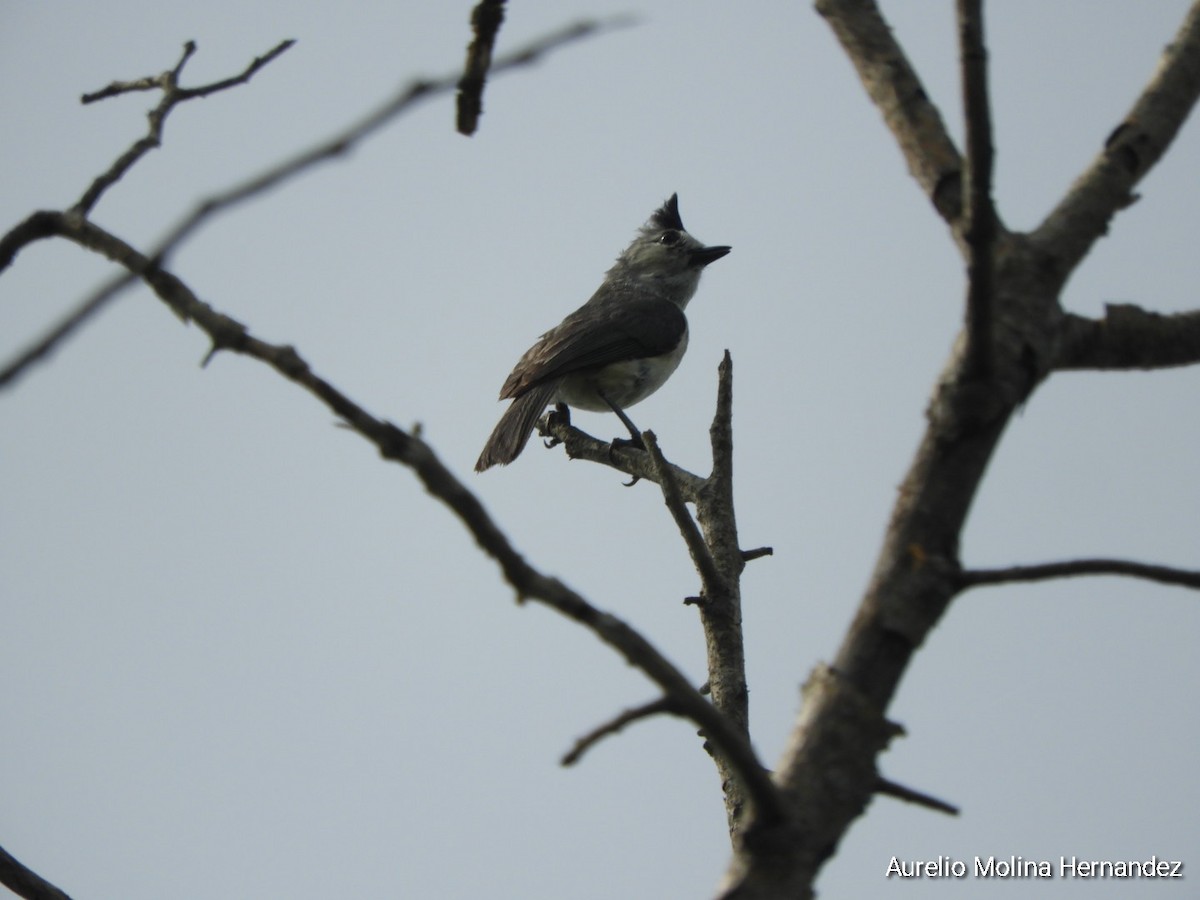 Black-crested Titmouse - ML638040907