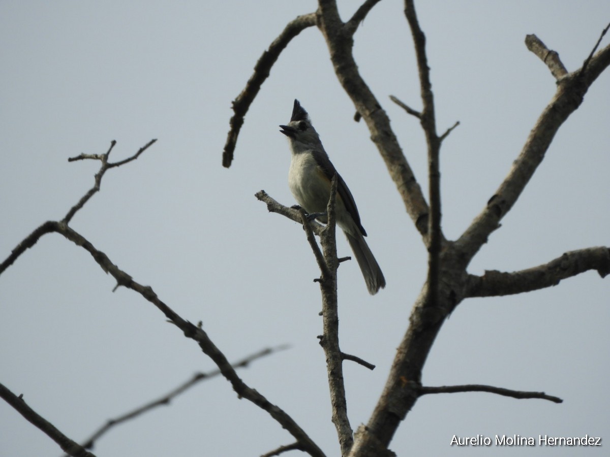 Black-crested Titmouse - ML638040908