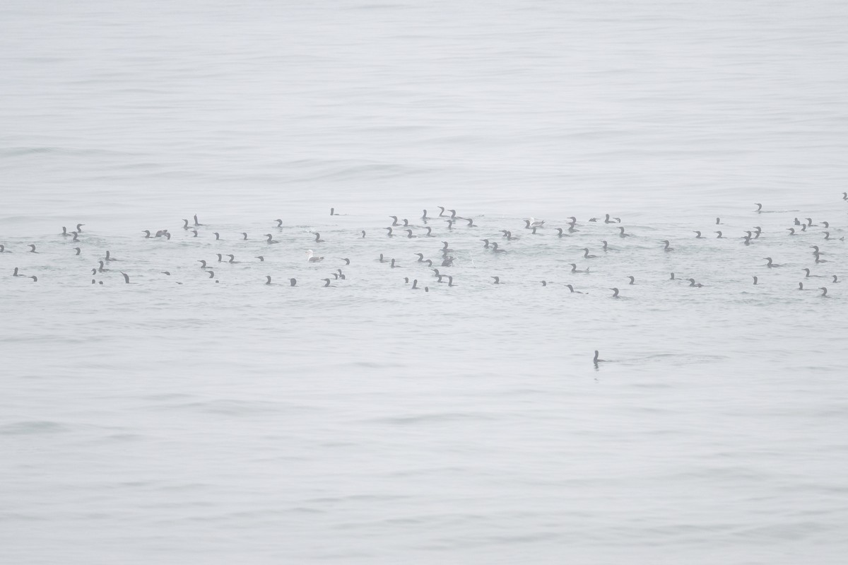 Brandt's Cormorant - ML638040947