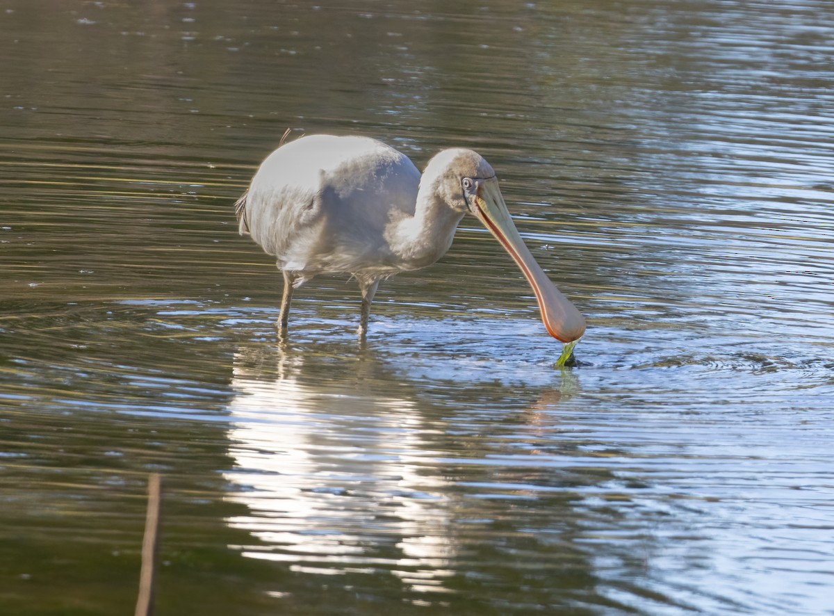 Yellow-billed Spoonbill - ML638040955