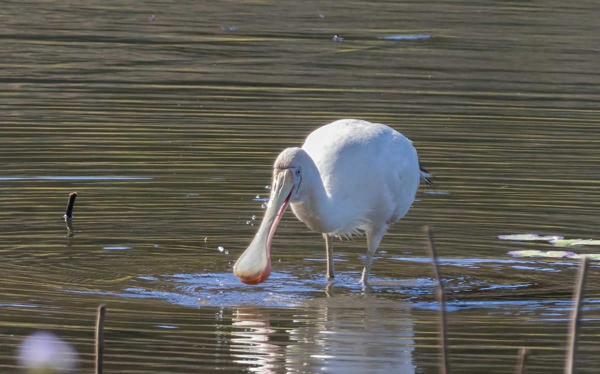 Yellow-billed Spoonbill - ML638040966