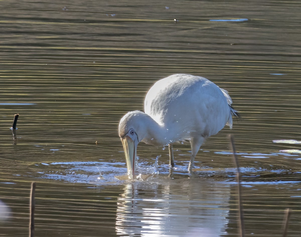 Yellow-billed Spoonbill - ML638040967