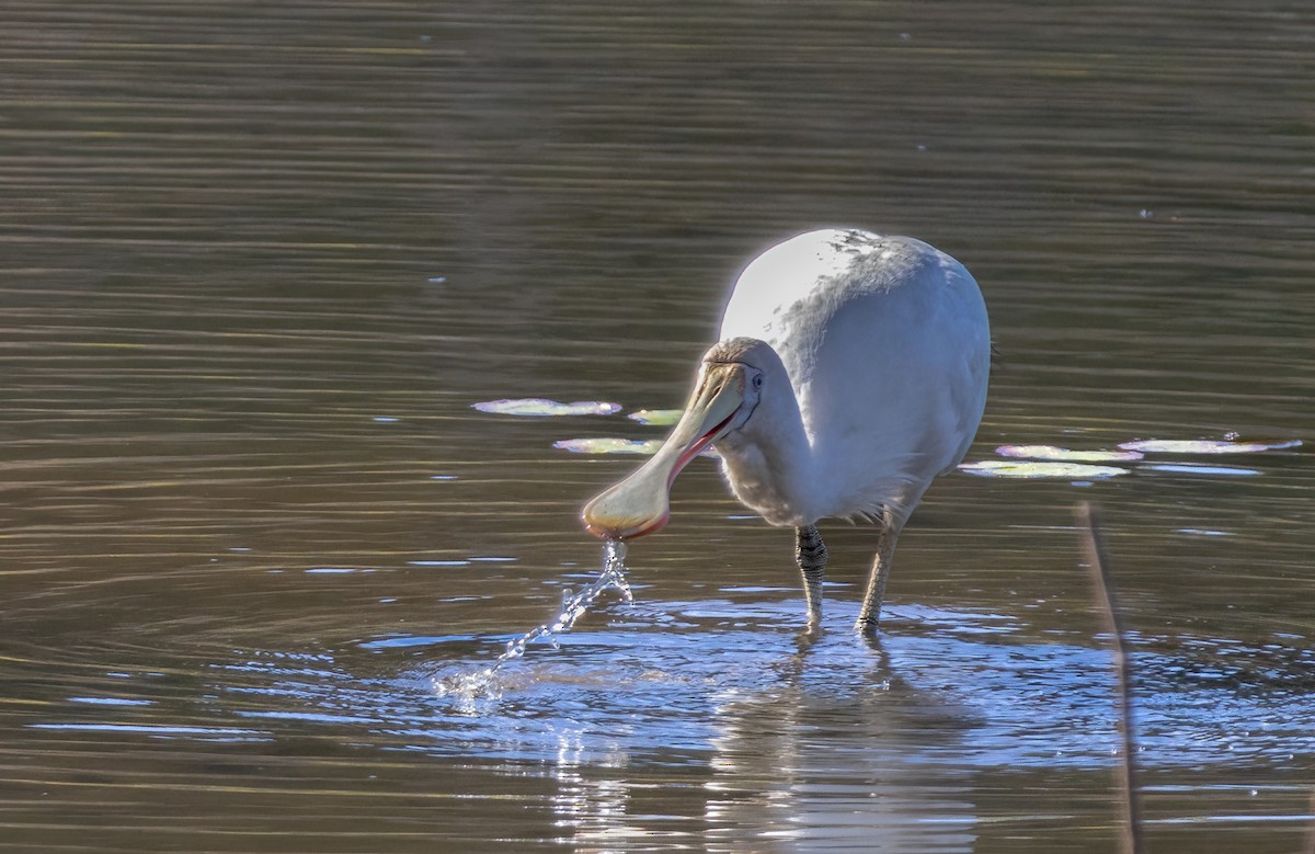 Yellow-billed Spoonbill - ML638040968