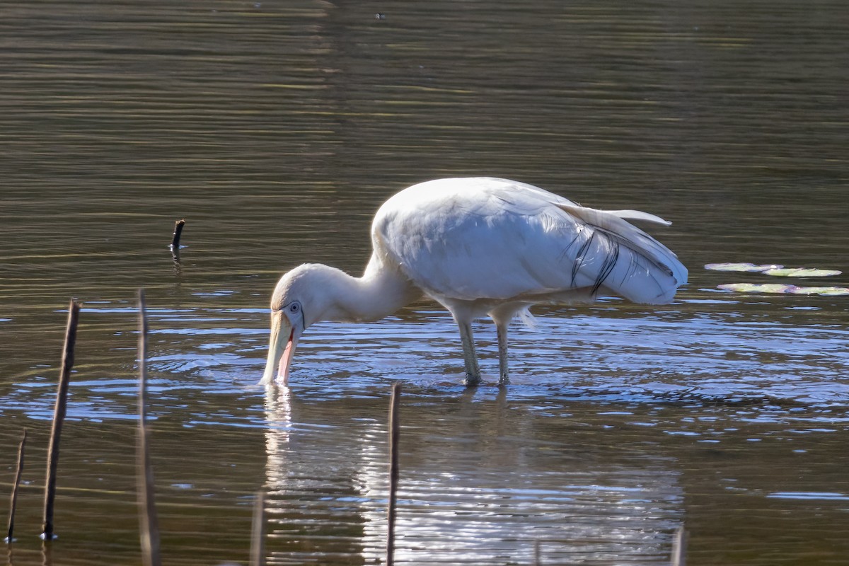 Yellow-billed Spoonbill - ML638040969