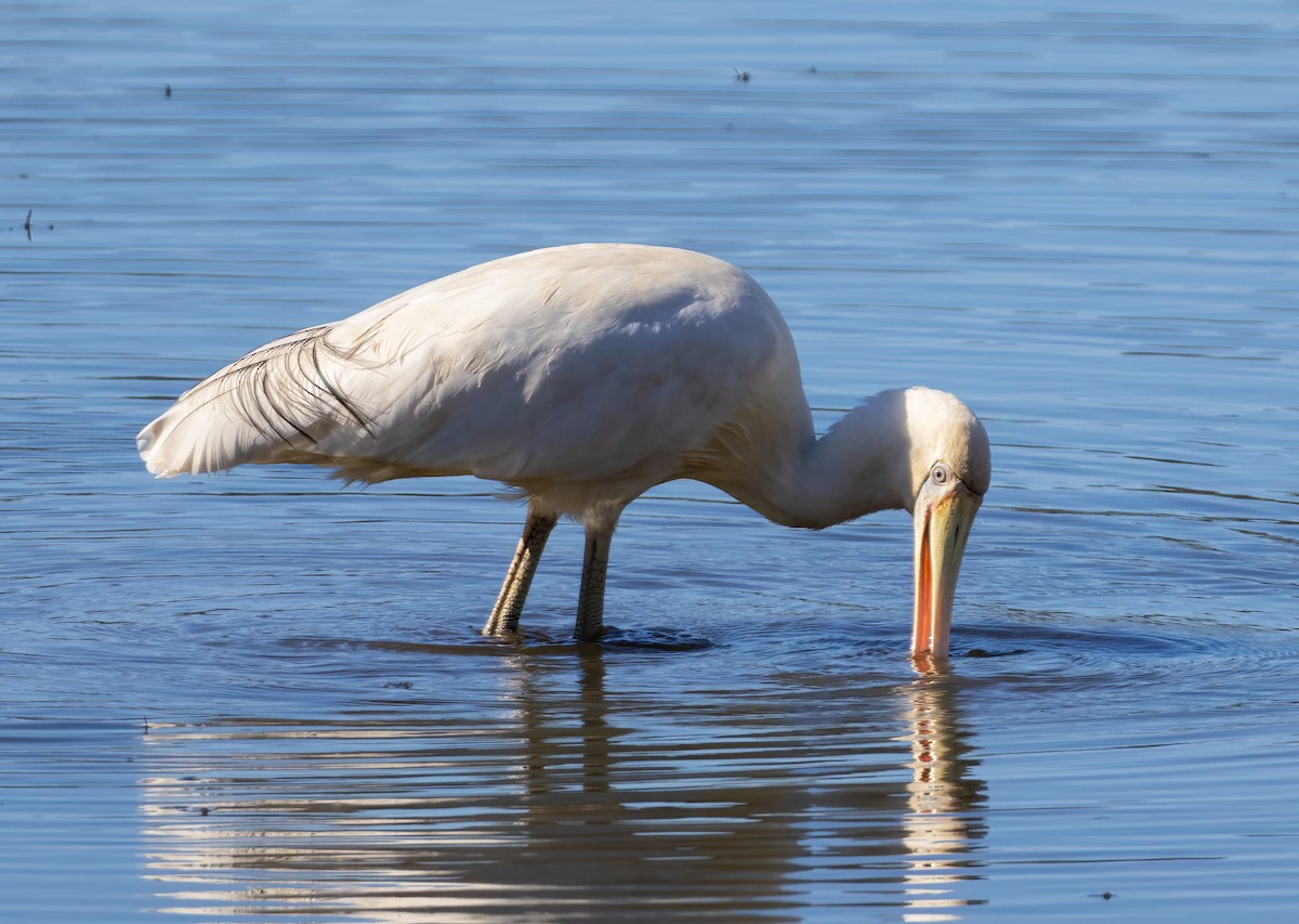 Yellow-billed Spoonbill - ML638040972