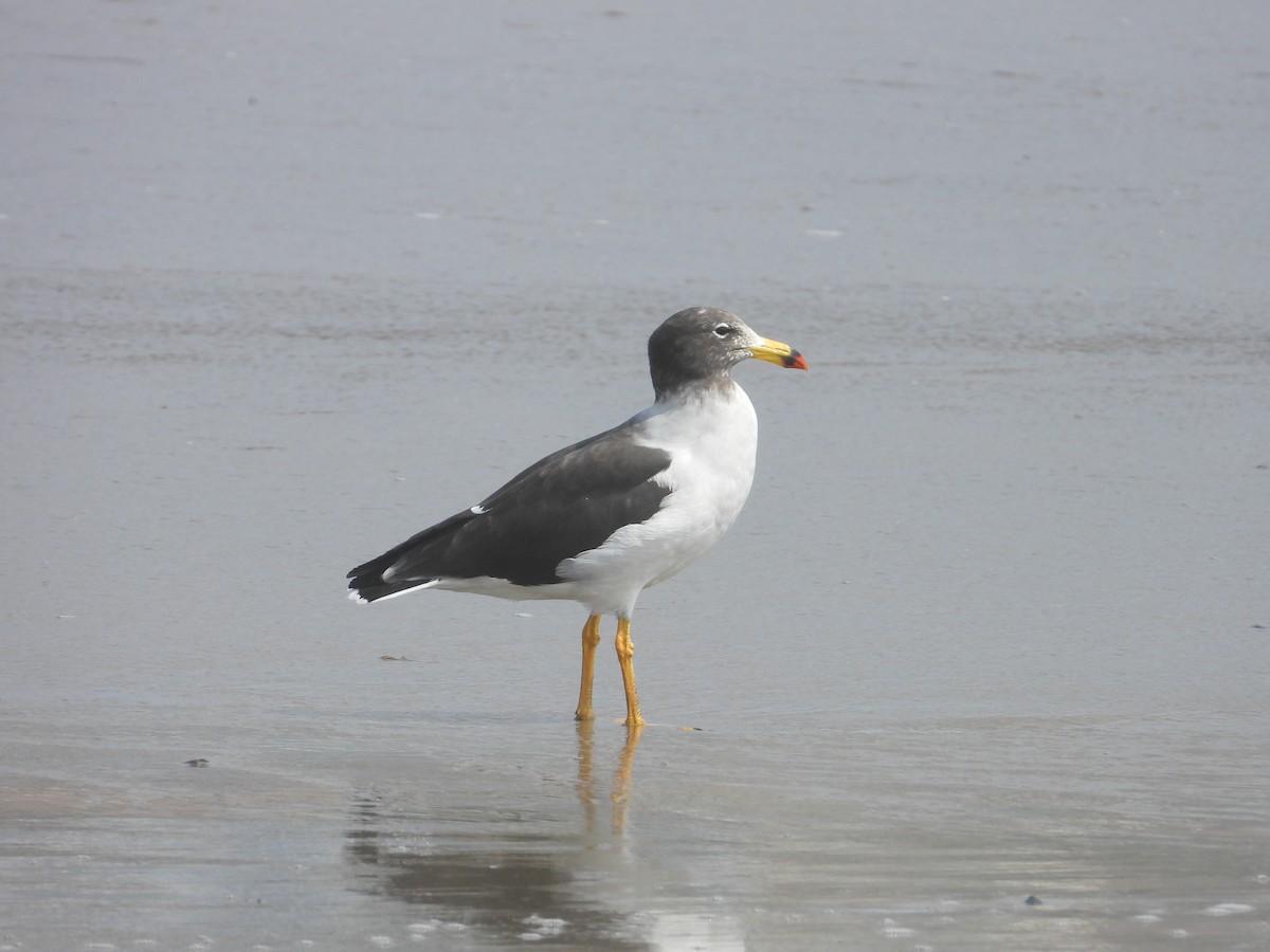Belcher's Gull - ML638040975
