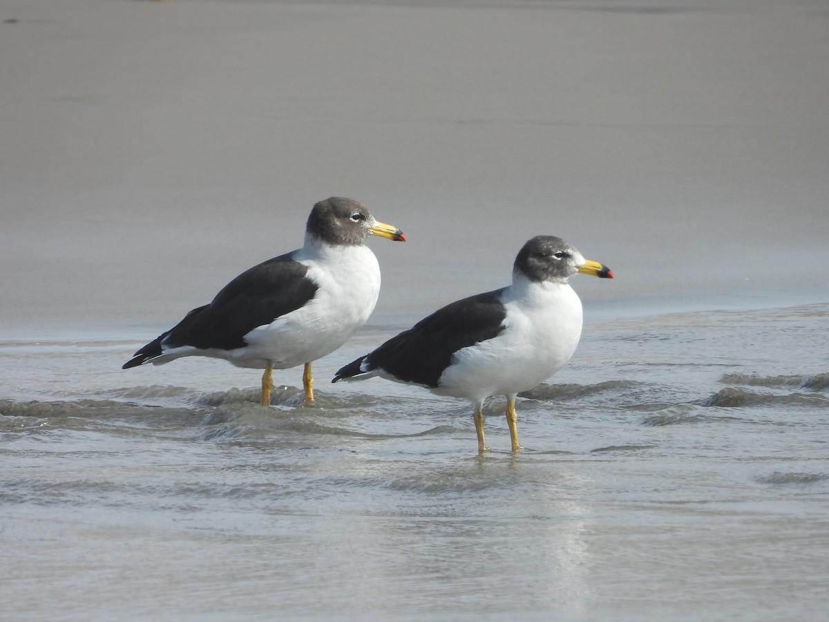 Belcher's Gull - ML638040977