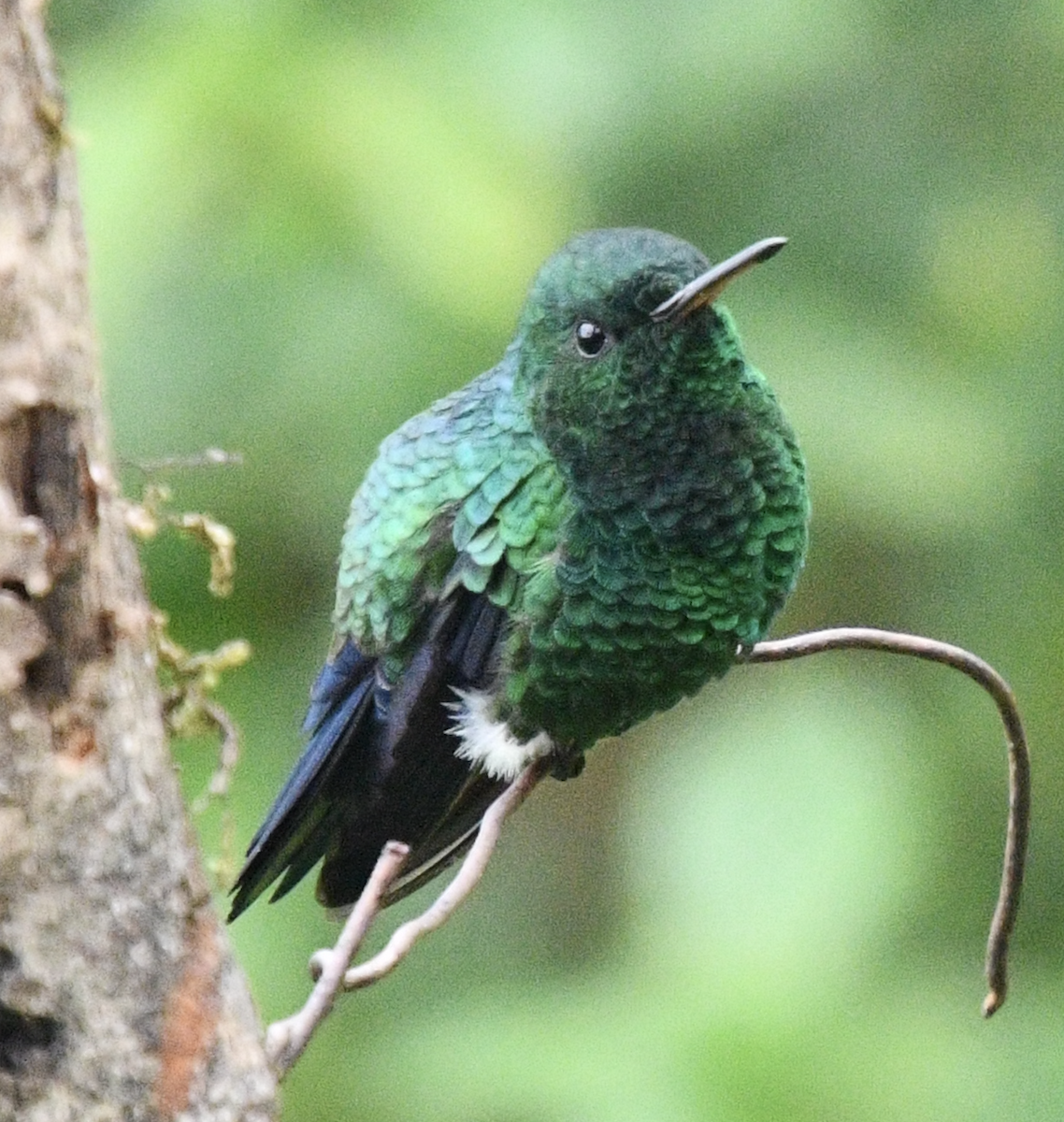Steely-vented Hummingbird - ML638040989