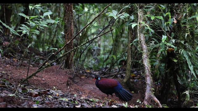 Pheasant Pigeon - ML638041001