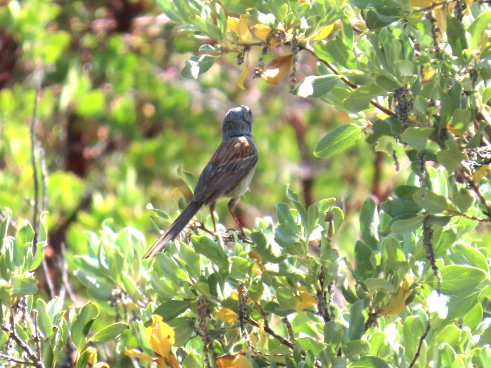 Black-chinned Sparrow - ML638041004