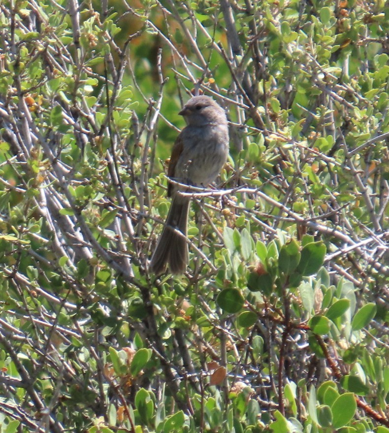Black-chinned Sparrow - ML638041005