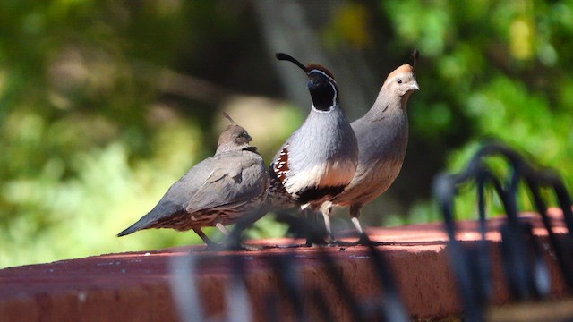 Gambel's Quail - ML638041008