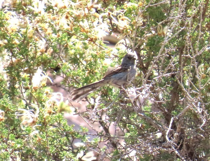 Black-chinned Sparrow - ML638041037