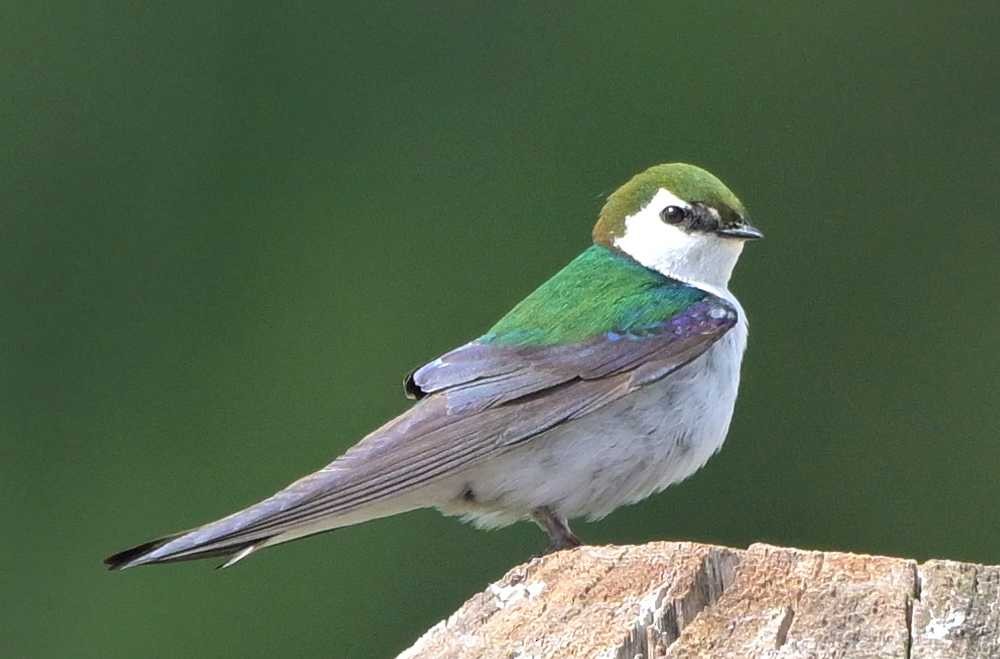 Violet-green Swallow - ML638041040
