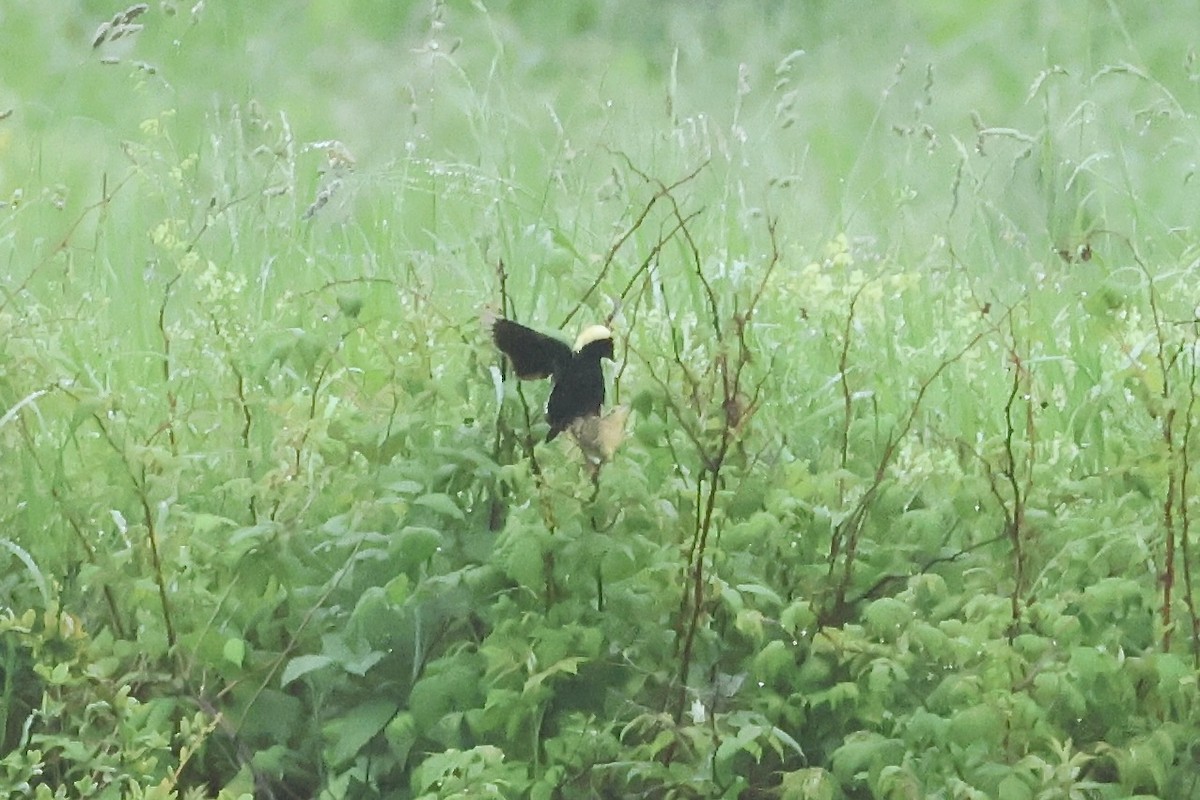 Bobolink - ML638041066