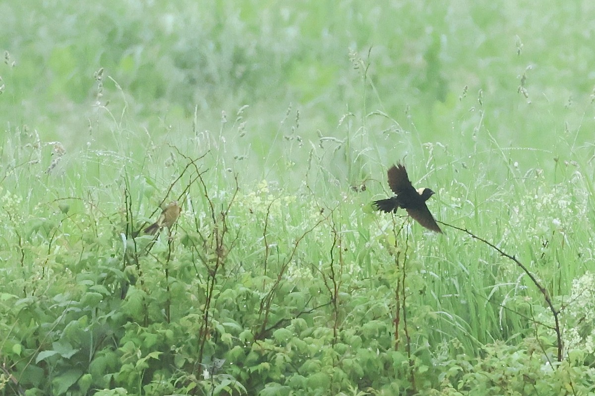 Bobolink - ML638041067