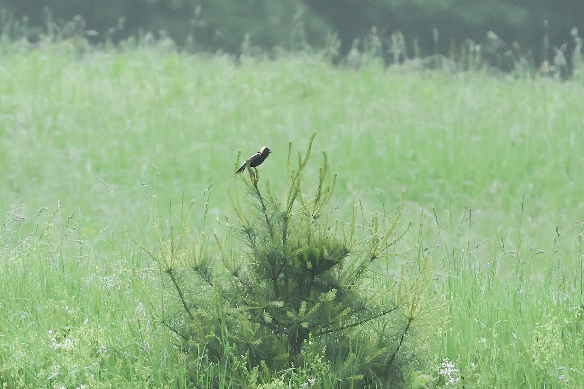Bobolink - ML638041069